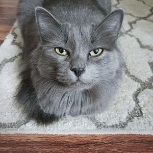 Meet your Posher, Mark